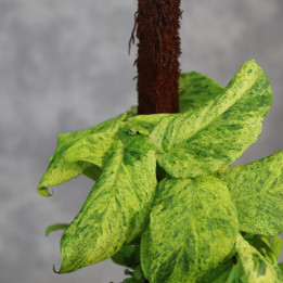 Rhaphidophora korthalsii 'Marble Aurea' | Tomaszewski