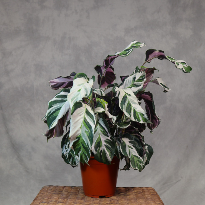 Kalatea 'Stella' (Calathea) | Tomaszewski