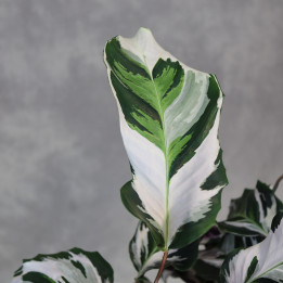 Kalatea 'Stella' (Calathea) | Tomaszewski