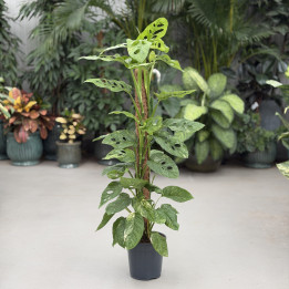 Monstera obliqua 'Mayuna' Variegata na paliku | Tomaszewski