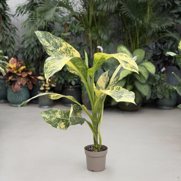 Difenbachia 'Big Ben' (Dieffenbachia) | Tomaszewski