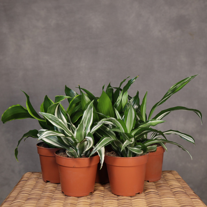 Dracena wonna MIX mała 25 cm | Tomaszewski