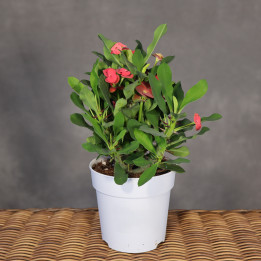 Euphorbia milii – wilczomlecz okazały w doniczce 12 cm | Tomaszewski