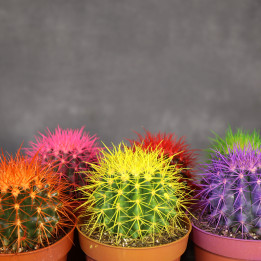 Echinocactus grusonii 'Rainbow' MIX - kolorowy kaktus | Tomaszewski
