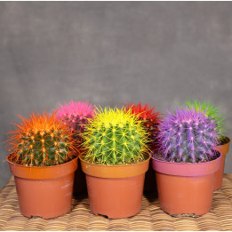 Echinocactus grusonii 'Rainbow' MIX - kolorowy kaktus | Tomaszewski