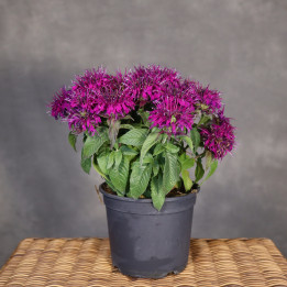 Monarda 'Balmy Lilac' – pysznogłówka dwoista | Tomaszewski