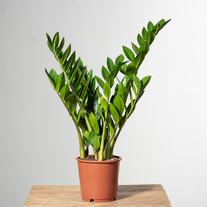 Zamiokulkas | Zamioculcas zamiifolia
