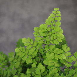 Adiantum 'Fritz-Luthi' – paproć niekropień klinowaty | Tomaszewski