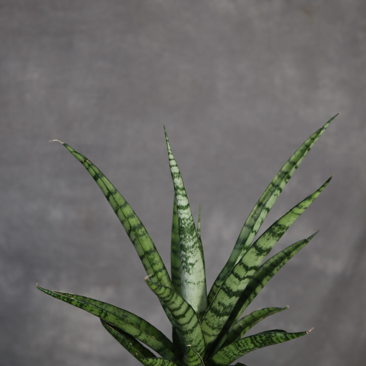 Sansevieria stuckyi don. 9 cm - własna uprawa | Tomaszewski
