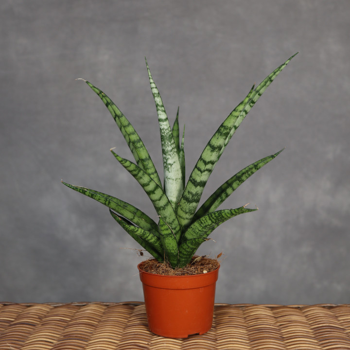Sansevieria stuckyi don. 9 cm - własna uprawa | Tomaszewski