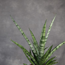 Sansevieria stuckyi don. 12 cm - własna uprawa | Tomaszewski
