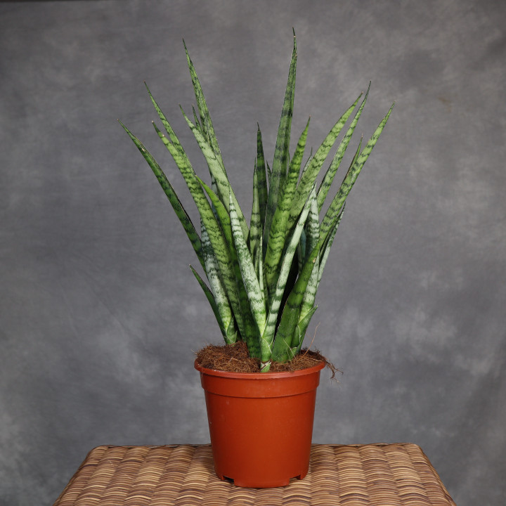 Sansevieria stuckyi don. 17 cm - własna uprawa | Tomaszewski