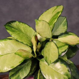 Hoya australis 'Lisa' Hoja z własnej uprawy don. Ø10 cm | Tomaszewski