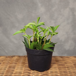 Peperomia pereskiifolia Ø10,5 cm | Tomaszewski
