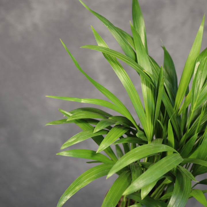 Palma areka Dypsis lutescens Ø15 cm, wys. 45 cm | Tomaszewski