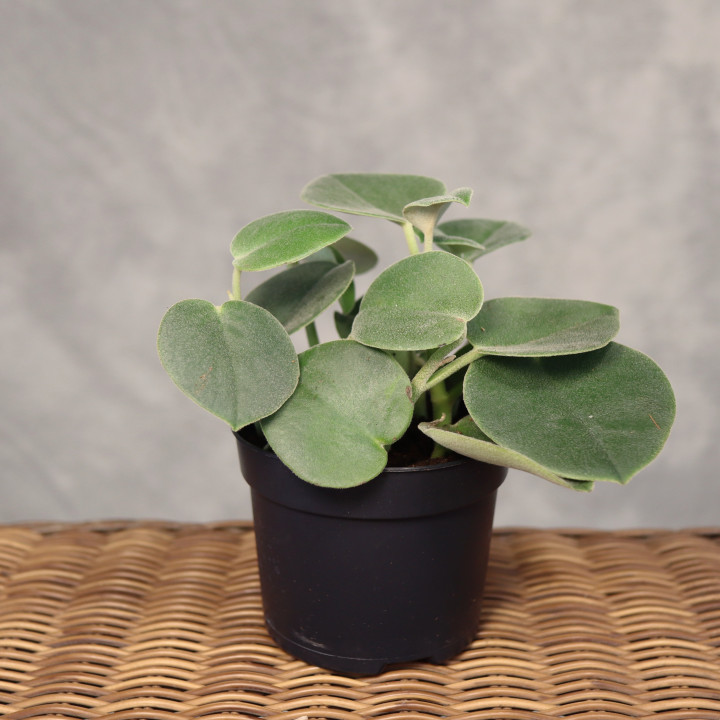 Peperomia incana w doniczce 10,5 cm – polska uprawa | Tomaszewski