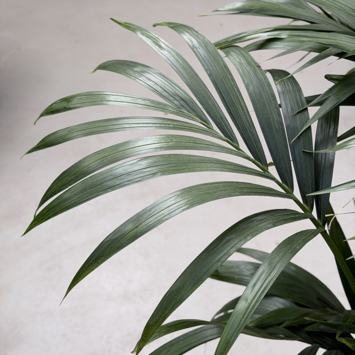 Kencja Howea forsteriana 160 cm | Tomaszewski