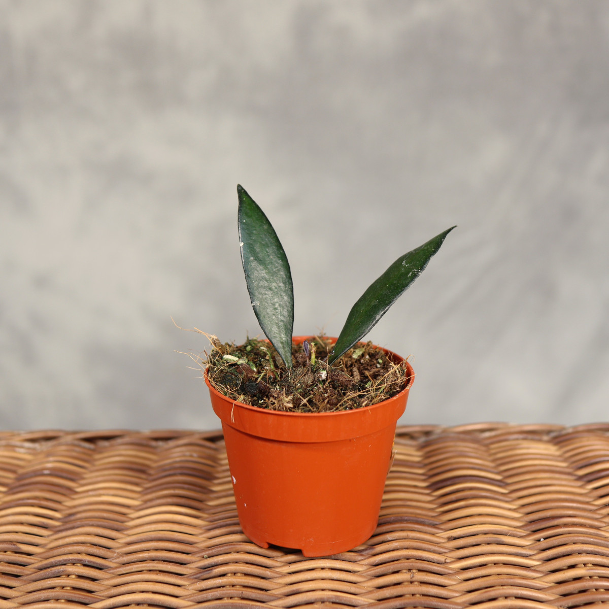 Hoja 'Red Moon' | Mini