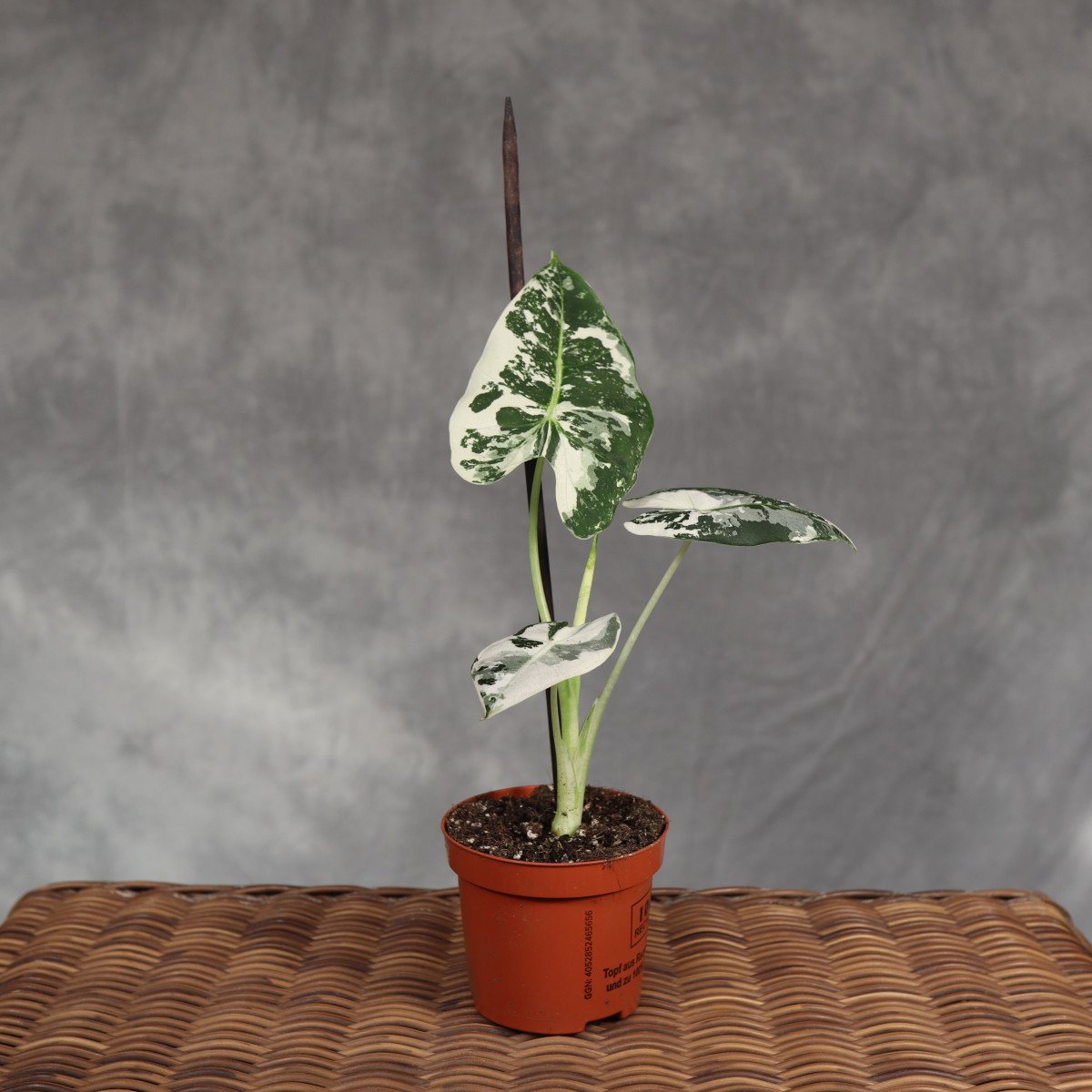 Alokazja 'Frydek' Variegata...