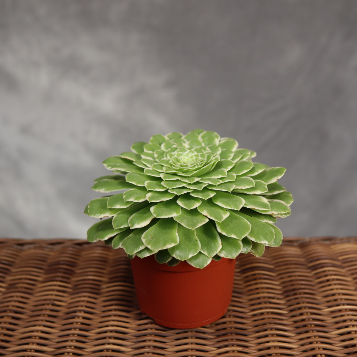 Aeonium tabuliforme...