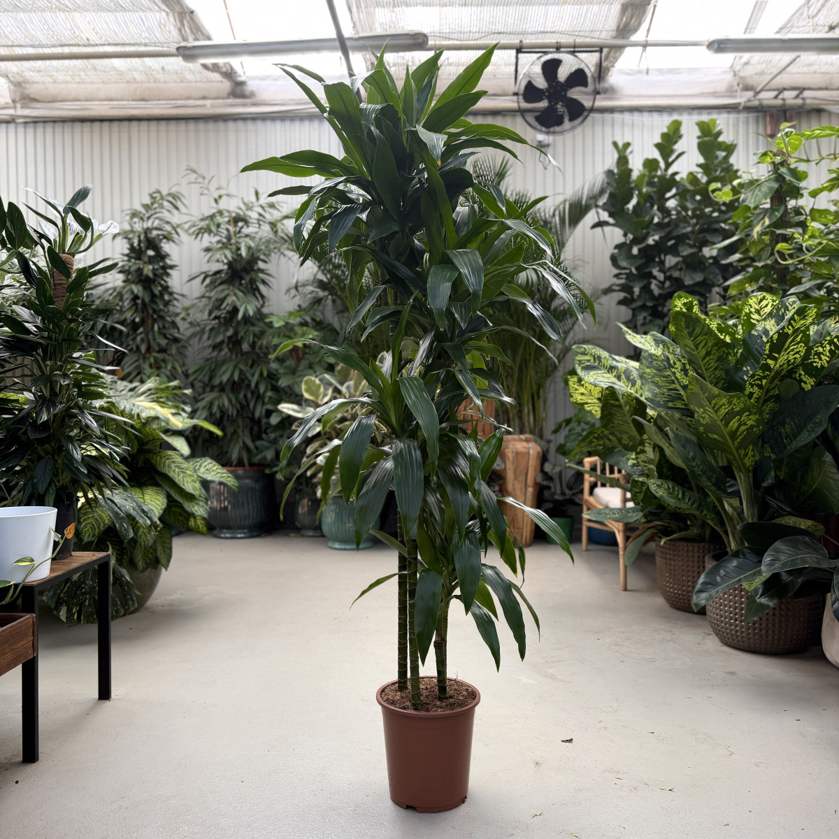 Dracena 'Janet Craig' | XL