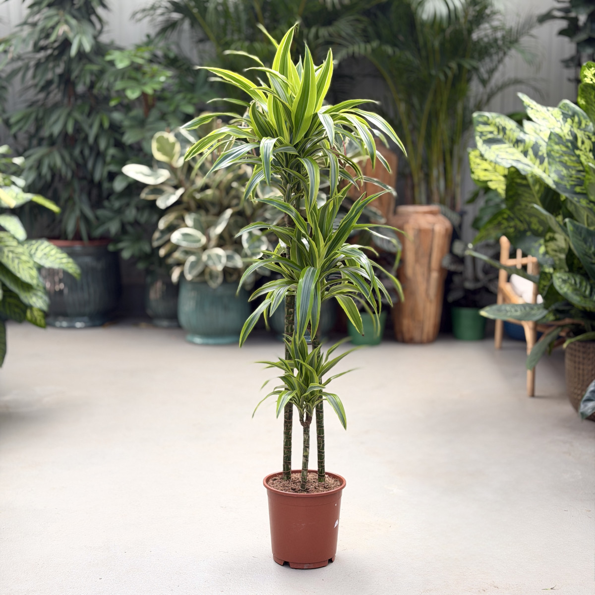 Dracena 'Silindo' | Duża