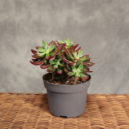 Echeveria pulvinata 'Devotion' ø13 cm | Tomaszewski