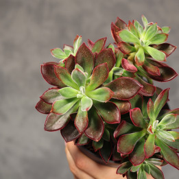 Echeveria pulvinata 'Devotion' ø13 cm | Tomaszewski