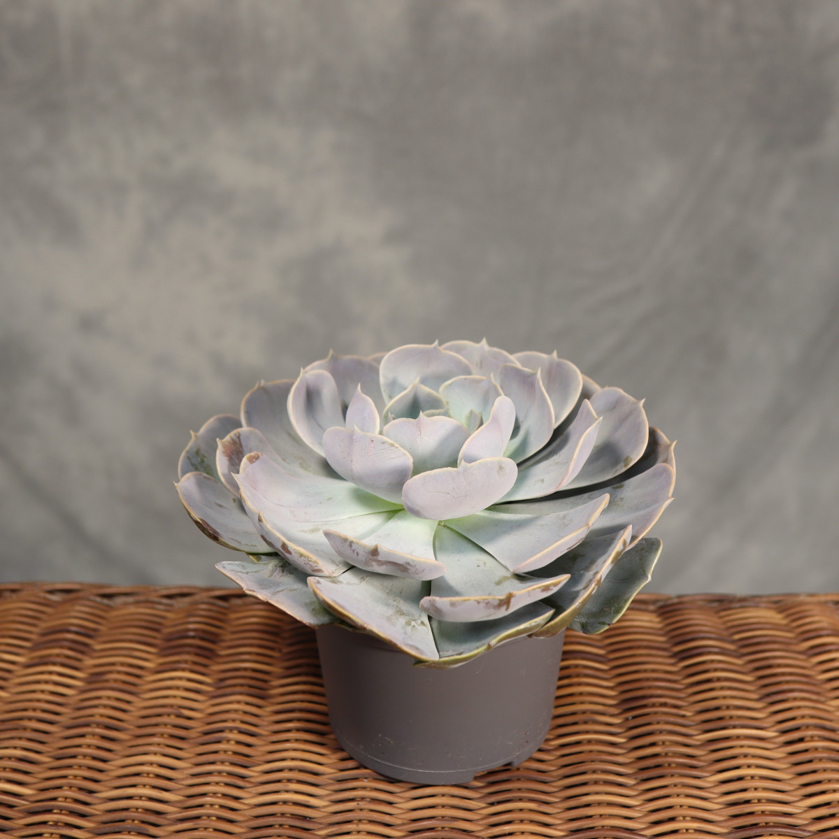 Eszeweria 'Pollux'