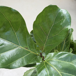 Fikus dębolistny (Ficus lyrata) na pniu 120 cm | Tomaszewski