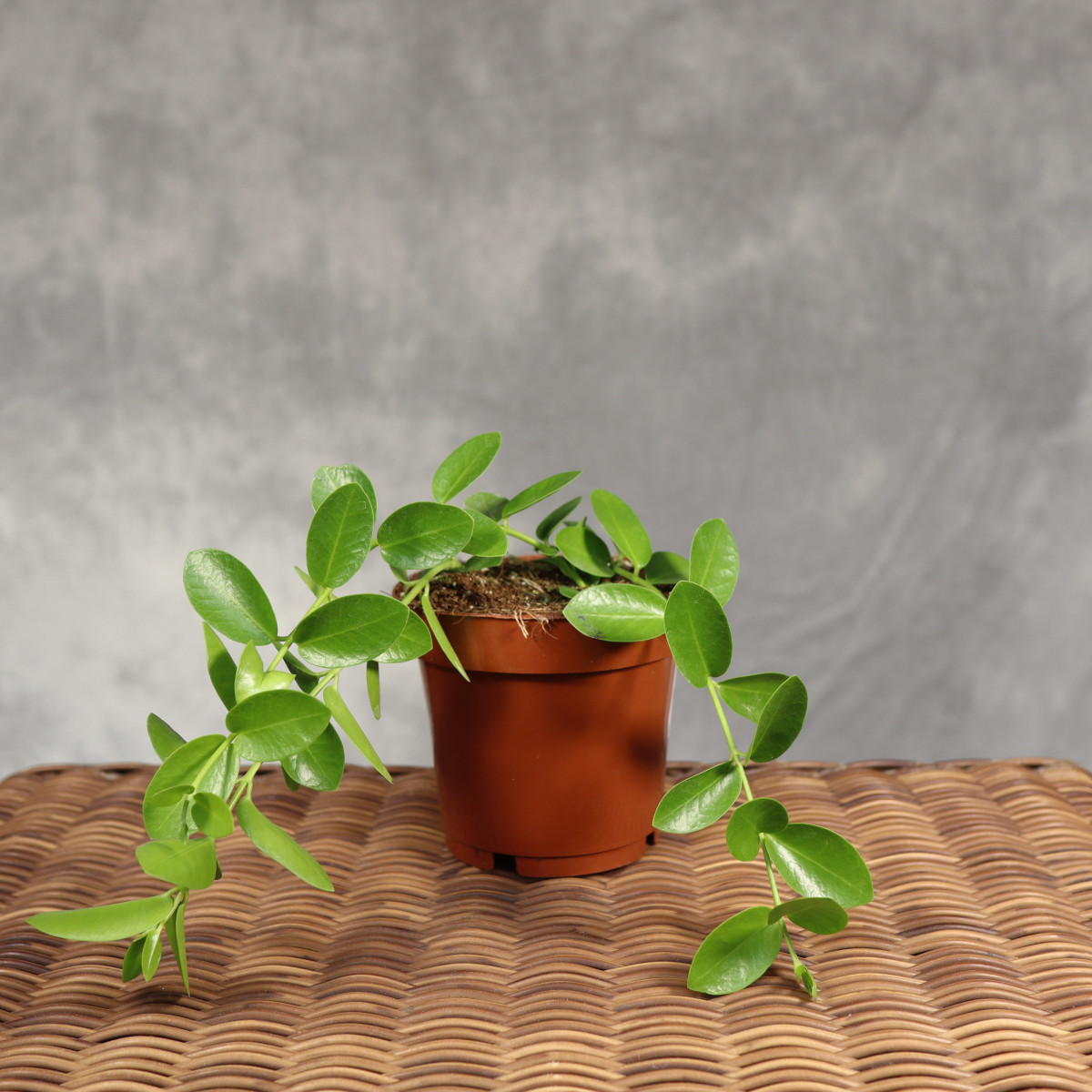 Hoya cumingiana