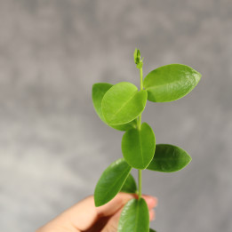 Hoya cumingiana Hoja w doniczce ø12 cm | Tomaszewski