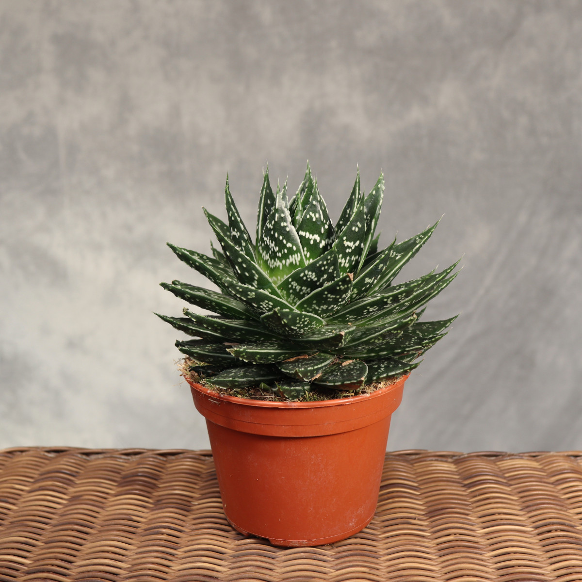 Gasteria 'Mufasa'