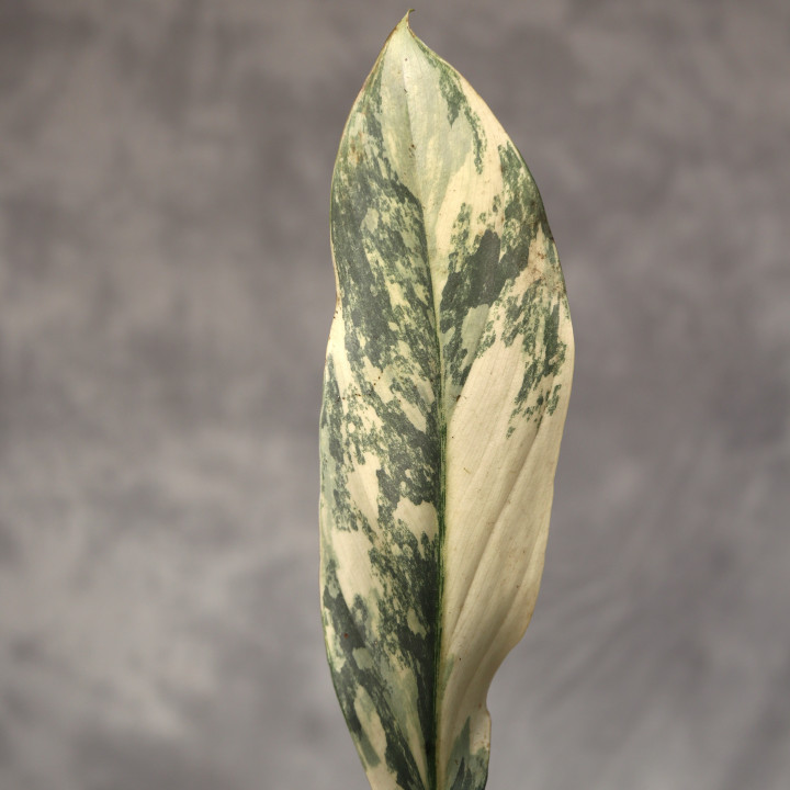 Filodendron 'Gold Swan' w doniczce ø12 cm | Tomaszewski