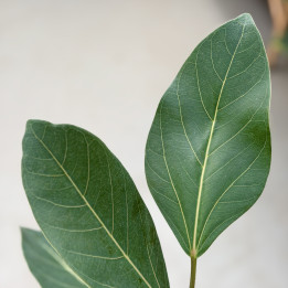 Fikus bengalski 'Joy' Ficus benghalensis 180 cm | Tomaszewski