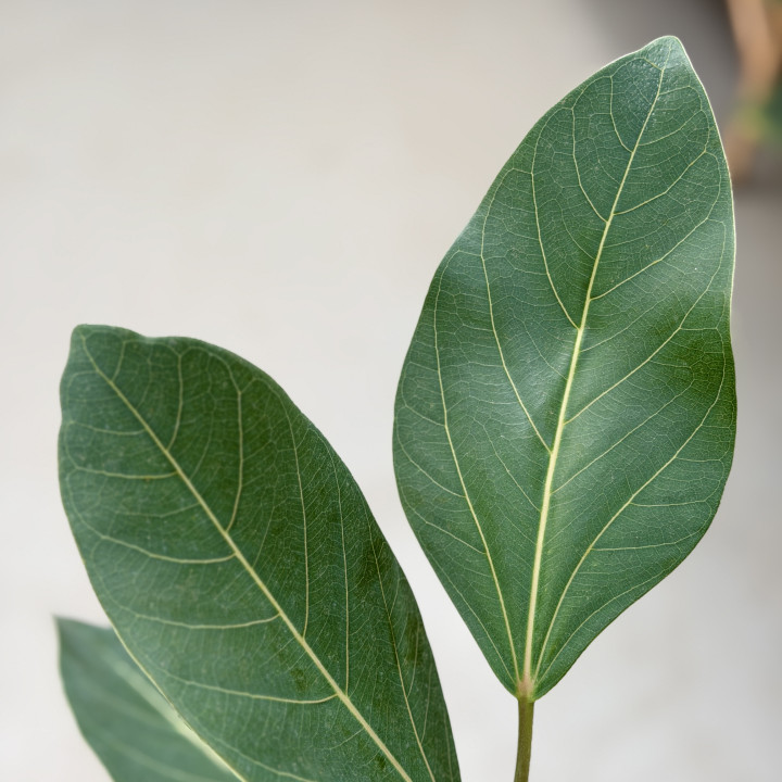 Fikus bengalski 'Joy' Ficus benghalensis 180 cm | Tomaszewski