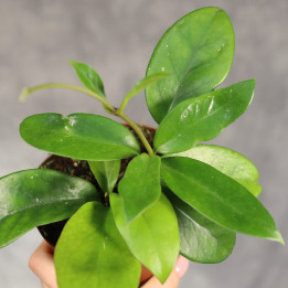 Hoya skinneriana 'Dee's Big One' | Tomaszewski