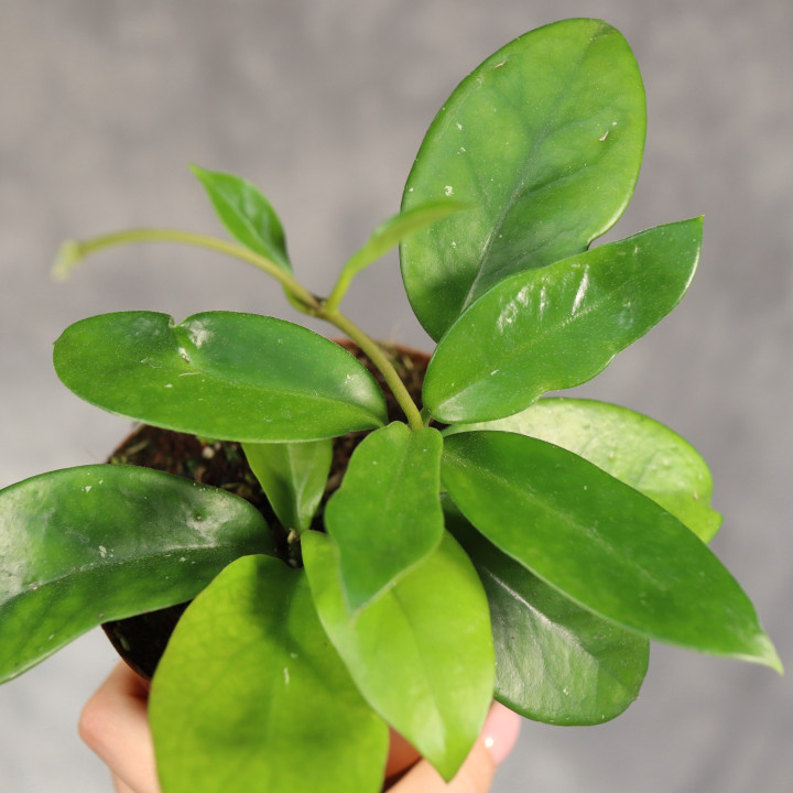 Hoya skinneriana 'Dee's Big One' | Tomaszewski