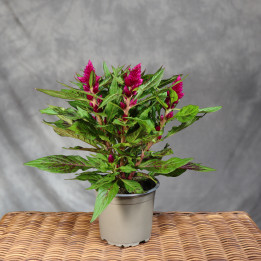 Celozja srebrzysta 'Intenz Dark Purple' ø12 cm | Tomaszewski