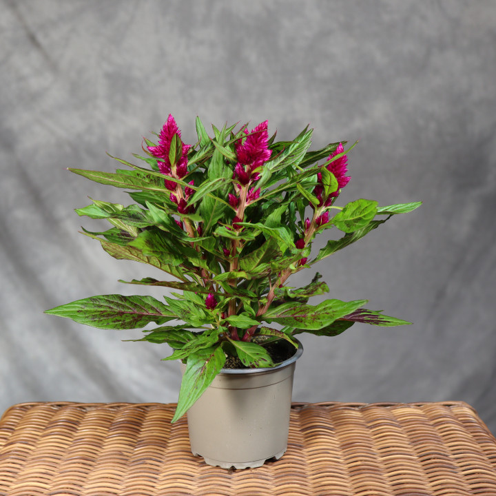 Celozja srebrzysta 'Intenz Dark Purple' ø12 cm | Tomaszewski