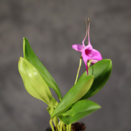 Masdevallia 'Selphi Orion' różowy storczyk ⌀6 cm | Tomaszewski