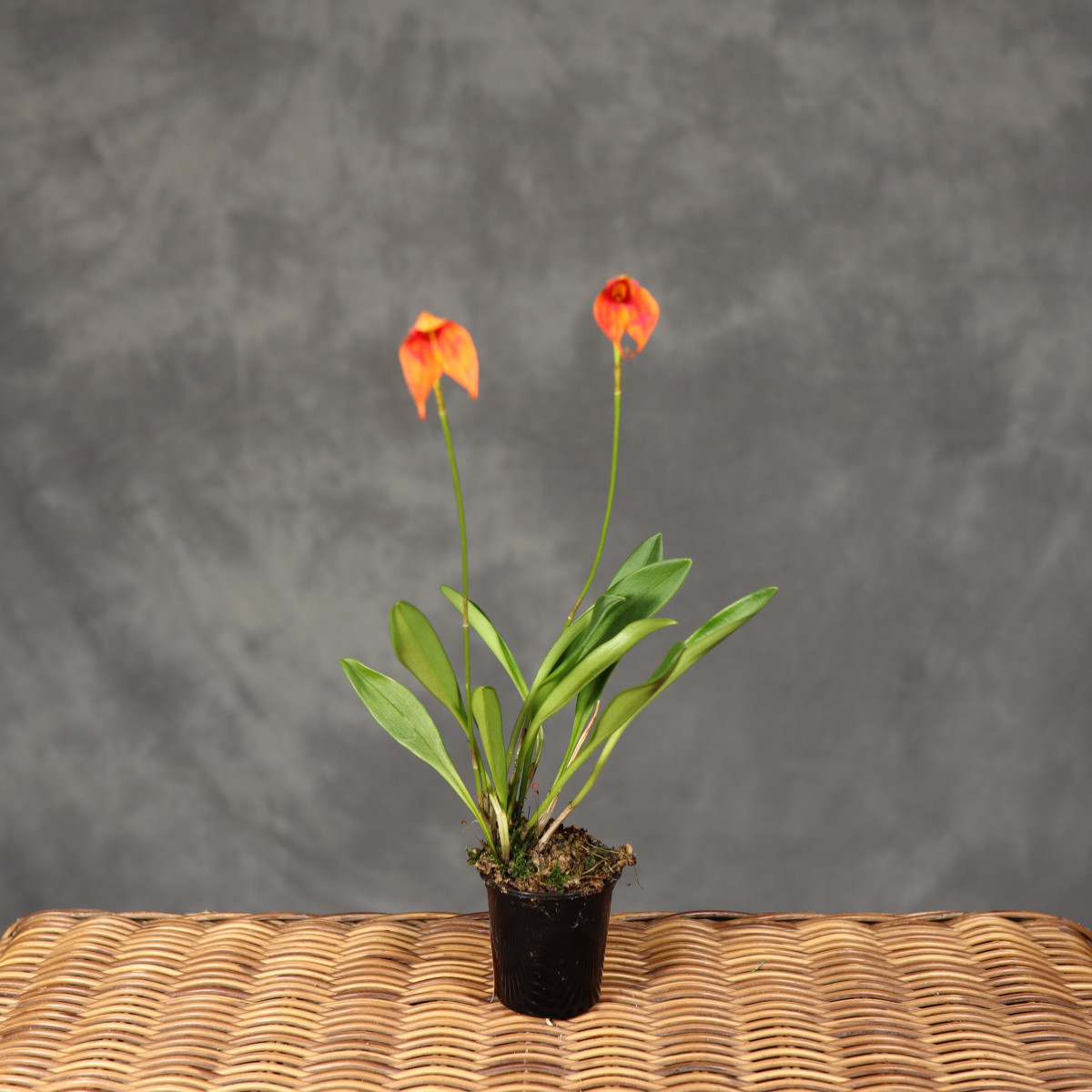 Storczyk Masdevallia |...