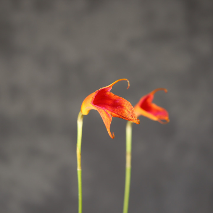 Storczyk Masdevallia pomarańczowy ⌀6 cm | Tomaszewski