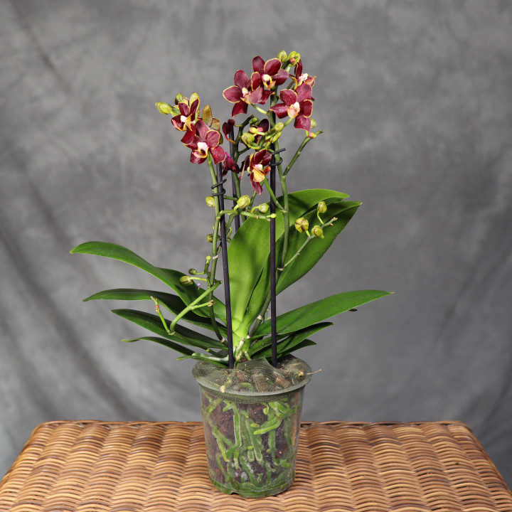 Phalaenopsis 'Sunrise Red Peoker' ⌀12 cm | Tomaszewski