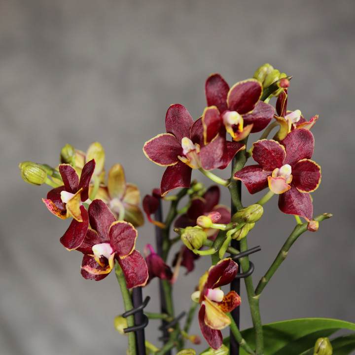 Phalaenopsis 'Sunrise Red Peoker' ⌀12 cm | Tomaszewski