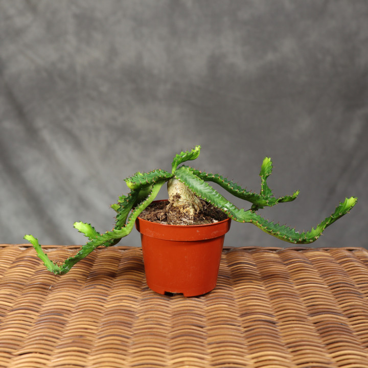 Wilczomlecz gwiaździsty (Euphorbia stellata) ø10,5 cm | Tomaszewski