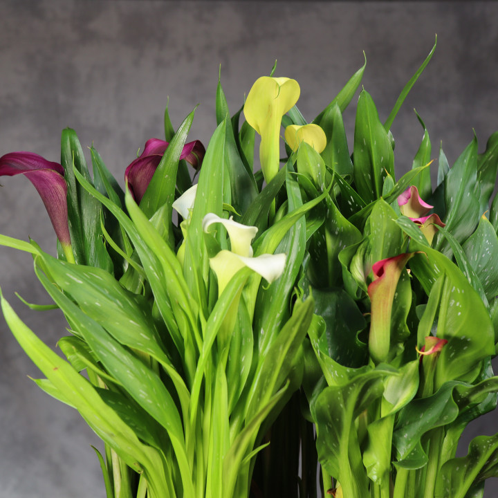 Zantedeschia MIX kolorów w doniczce ⌀ | Tomaszewski