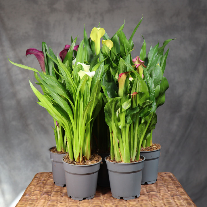 Zantedeschia MIX kolorów w doniczce ⌀ | Tomaszewski