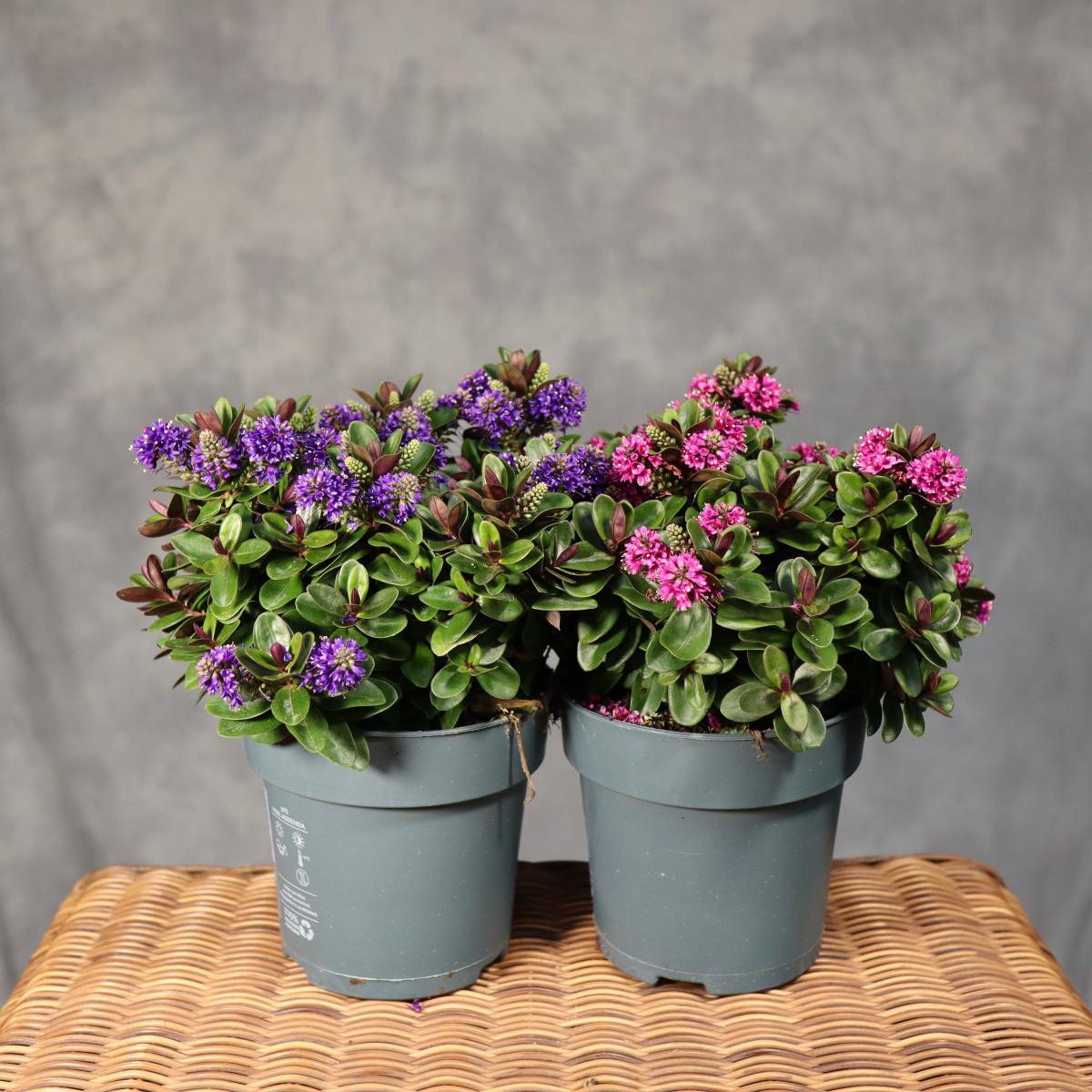 Hebe 'Addenda' Mix