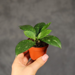 Hoya crassipetiolata 'Splash Round Leaf' ⌀6 cm | Tomaszewski